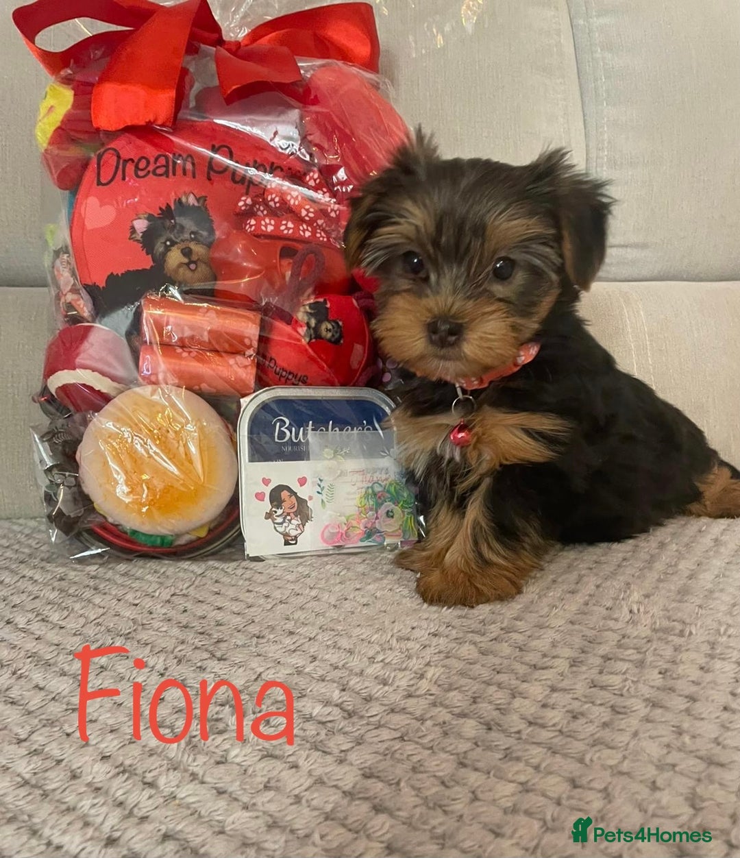 Yorkshire Terrier dogs for sale: Beautiful 2 Girls Yorkshire Terrier Pedigree  - Advert 22