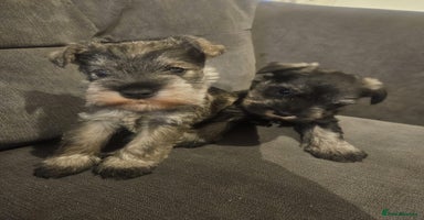 Miniature Schnauzer dogs Superb kc reg miniature schnauzer pups - Advert 10