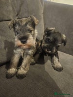 Miniature Schnauzer dogs Superb kc reg miniature schnauzer pups - Advert 2
