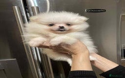 Pomeranian dogs for sale: 💝💝High-quality Beautiful boys💝💝 - Image 10