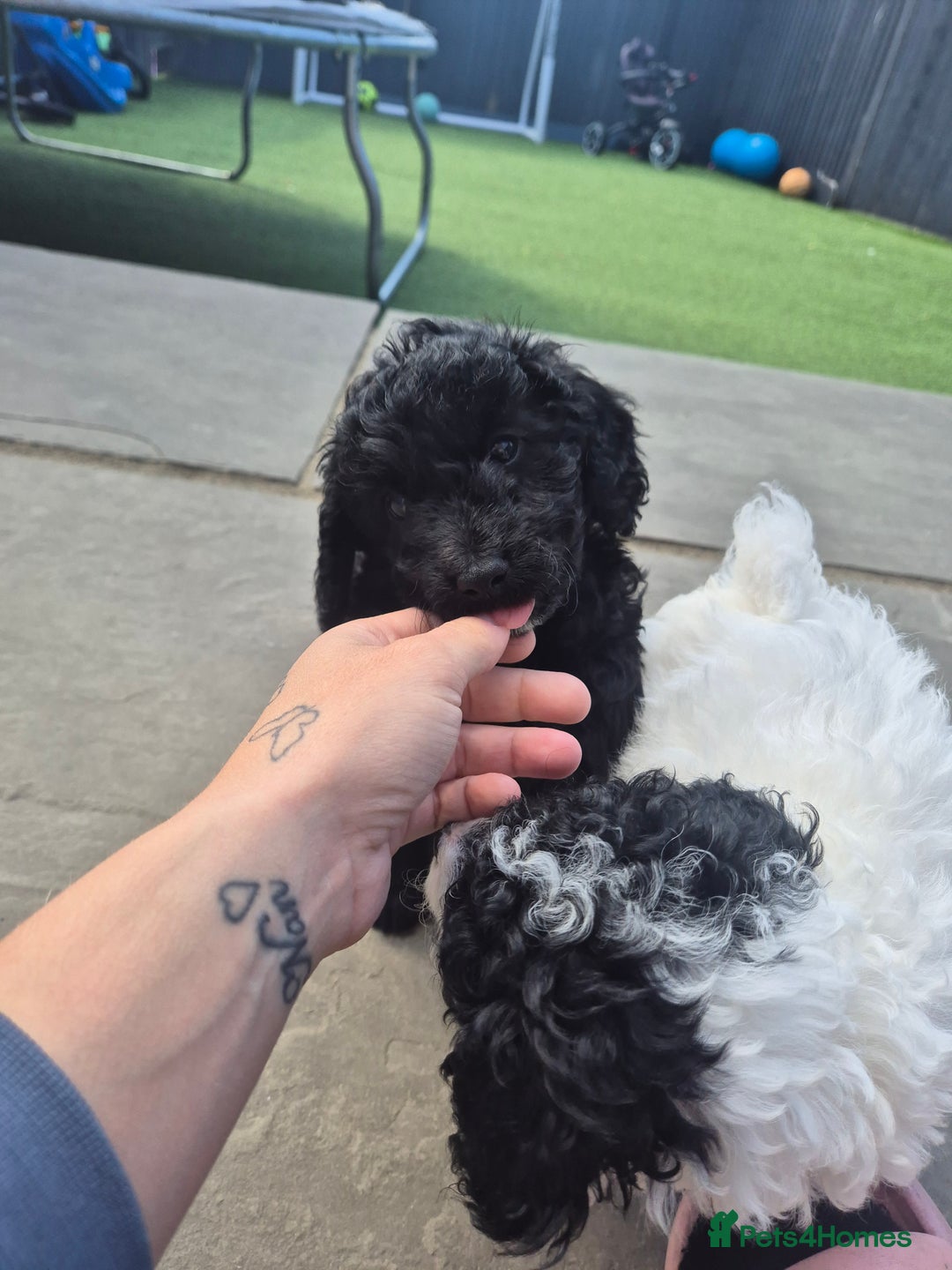 Maltipoo dogs for sale: Maltipoo puppies ready now  - Image 18