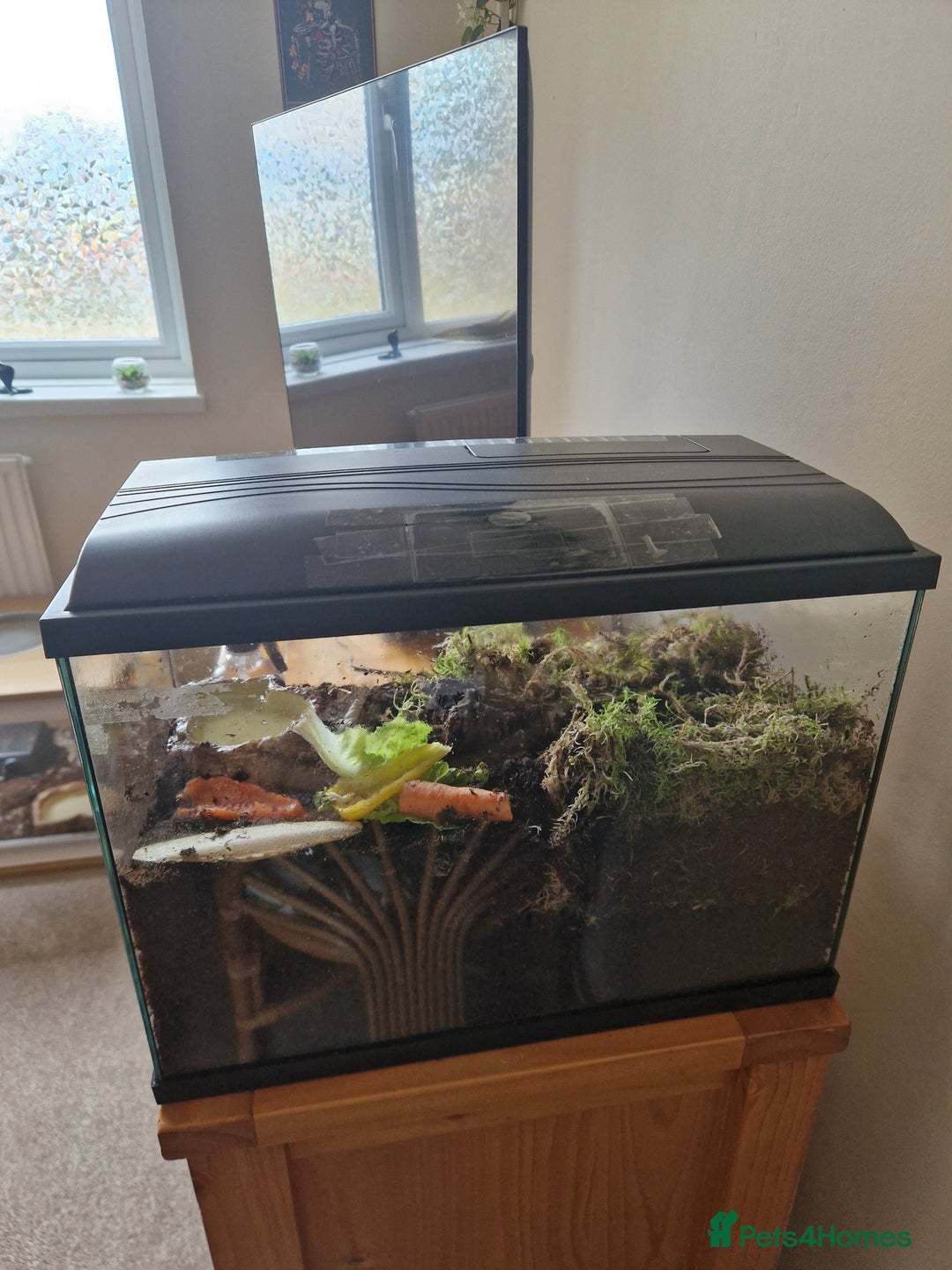 Snails invertebrates for sale: 2 Giant African Land Snails With Full Setup - Image 2