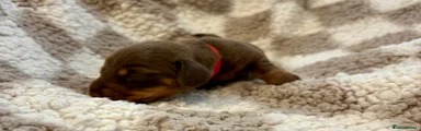 Miniature Dachshund 3