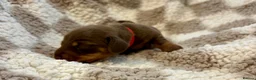 Miniature Dachshund dogs for sale: 🐾 STUNNING DNA TEST MINIATURE DACHSHUND PUPPIES  - Advert 24
