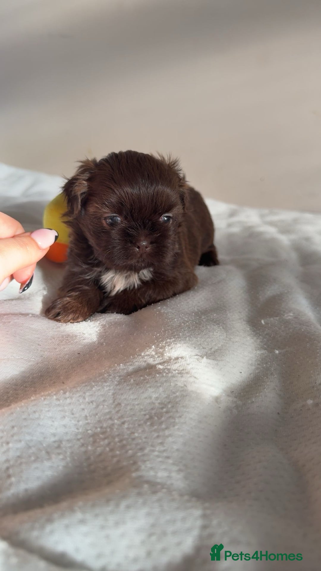 Shih Tzu dogs for sale: Tri-Colour KC Imperial Shih Tzu Puppies - Advert 13