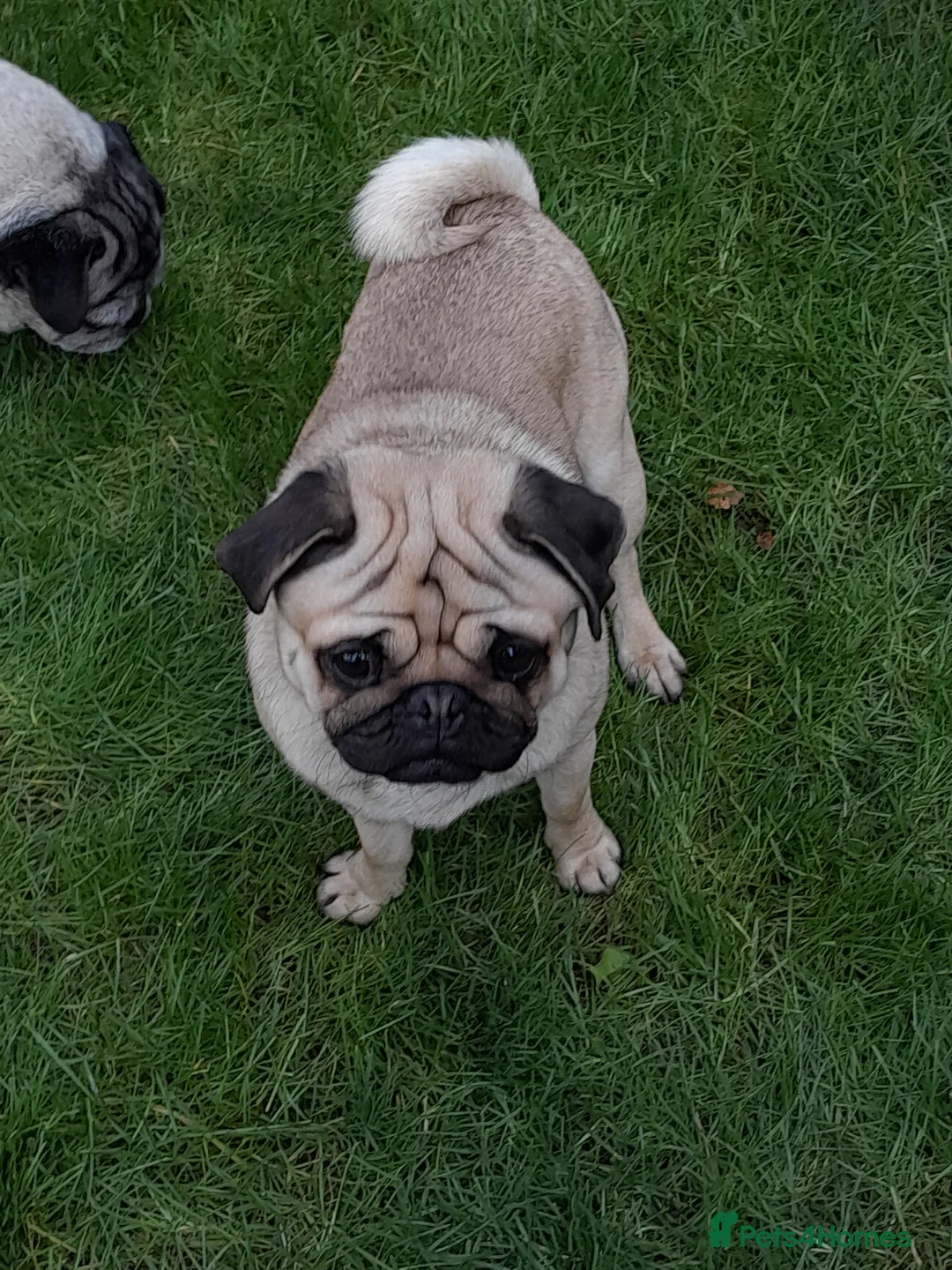Pug dogs for stud:  Kc reg Stud dog in Waltham Cross - Advert 7
