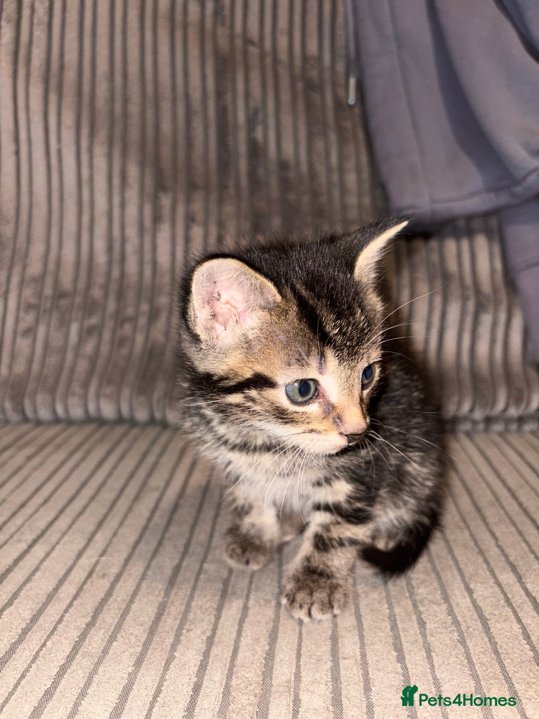 Domestic Shorthair cats for sale: 4 gorgeous Tabby kittens ready 26-1-26 - Advert 39
