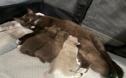 British Shorthair cats for sale: Charming British Shorthair Kittens - Image 19