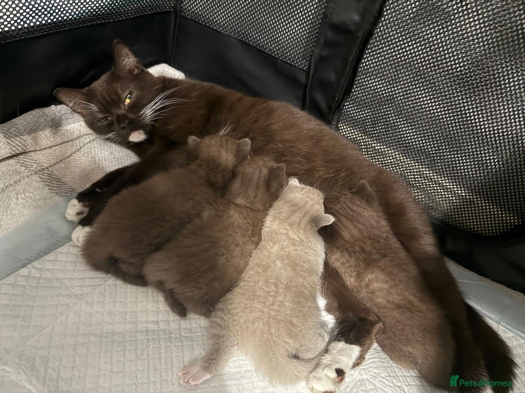 British Shorthair cats for sale: Charming British Shorthair Kittens - Image 19