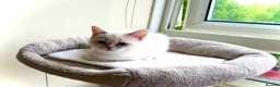 Scottish Fold cats for sale: Luxury Scottish folded NY12 ready to going.  - Advert 19