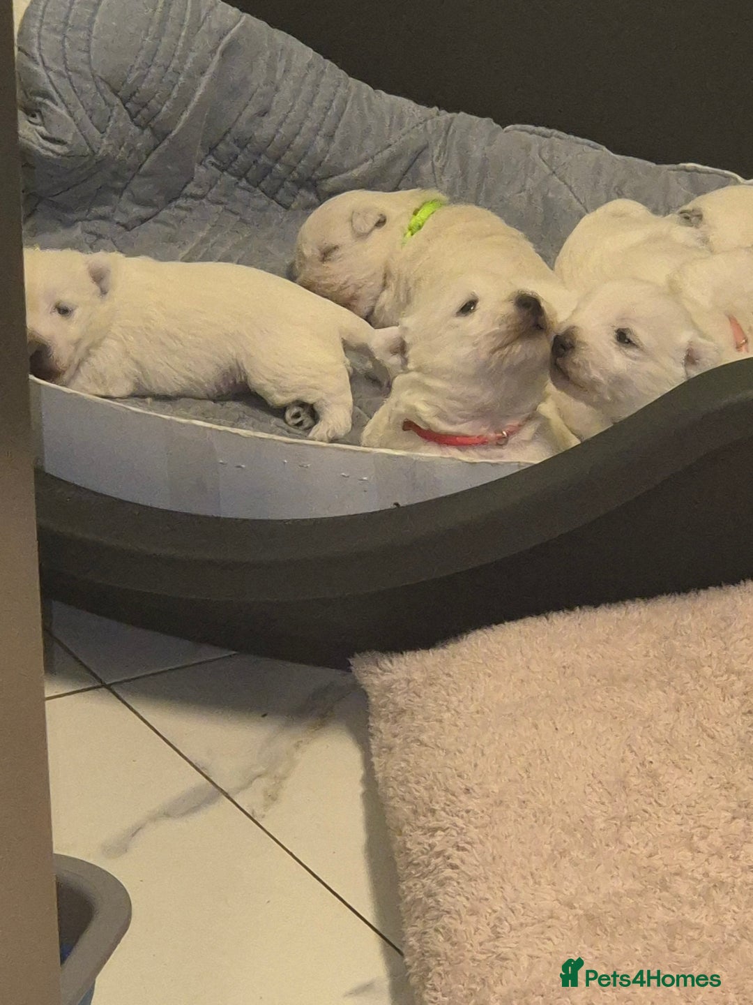 West Highland Terrier dogs for sale: Westhighland Terrier - Advert 16