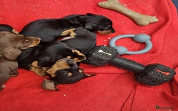 Miniature Dachshund dogs for sale: Miniature smooth haired dachshunds  - Image 11