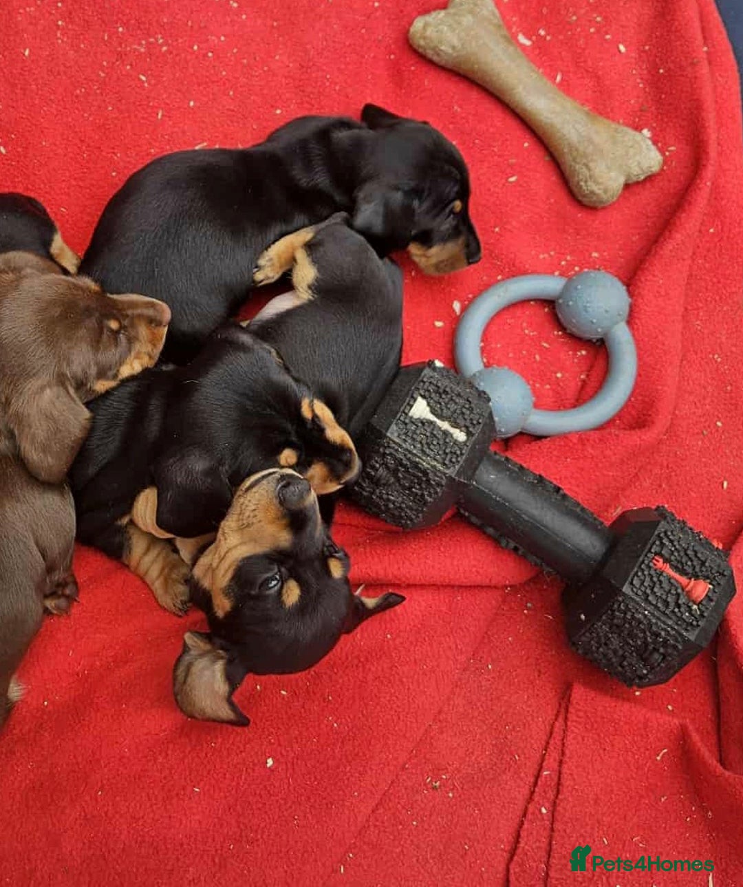 Miniature Dachshund dogs for sale: Miniature smooth haired dachshunds  - Image 11