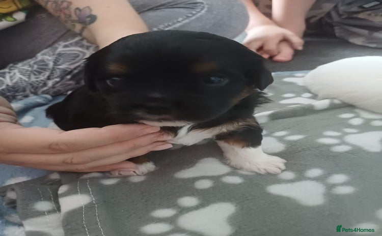 Mixed Breed dogs Stunning maltipoo x pug puppies  - Advert 1