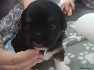 Mixed Breed dogs Stunning maltipoo x pug puppies - Advert 9