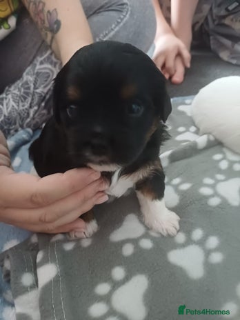 Mixed Breed dogs Stunning maltipoo x pug puppies - Advert 1