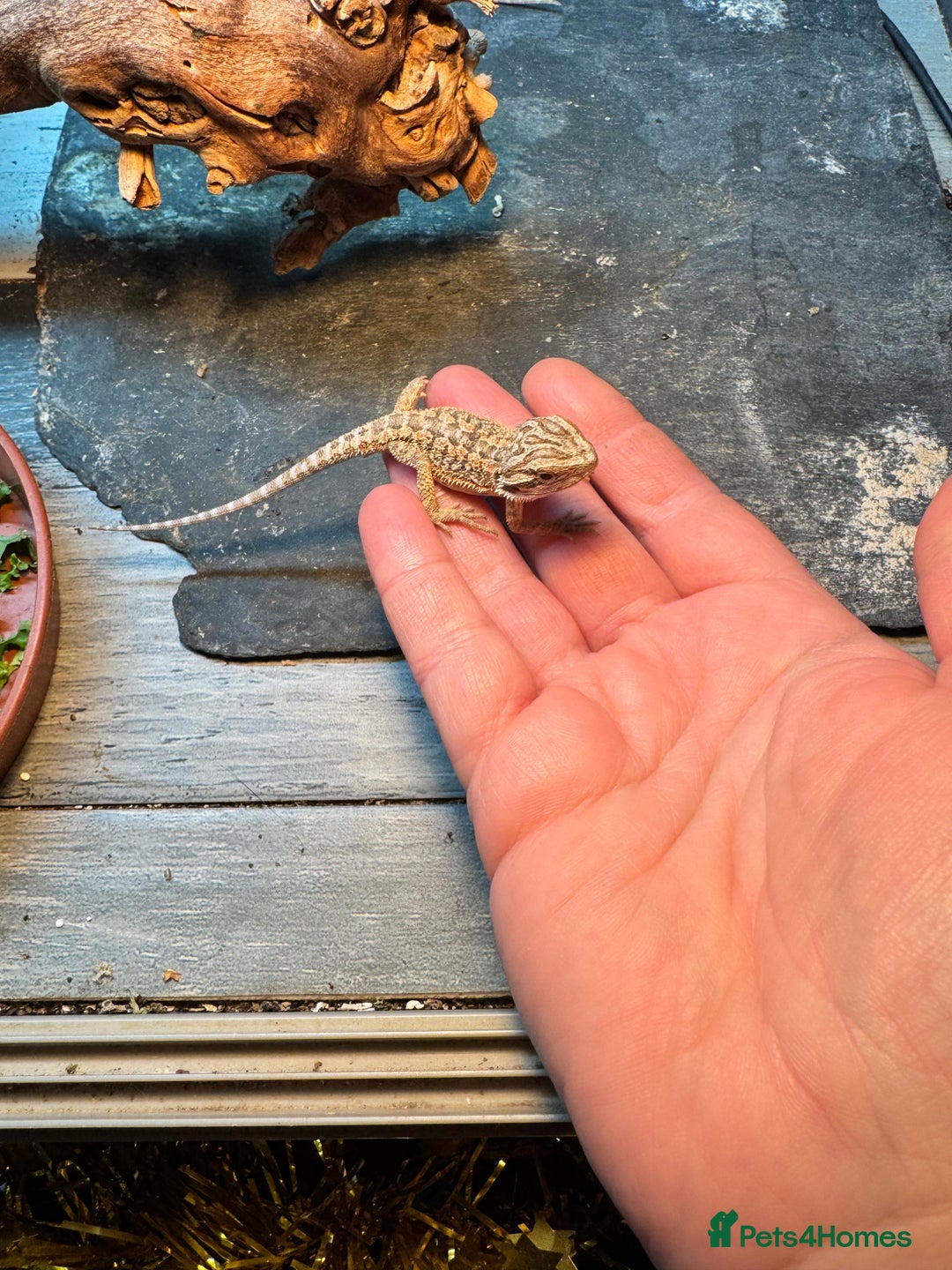 Bearded Dragon reptiles for sale: Bearded dragons babies&adults possible full setup - Advert 8