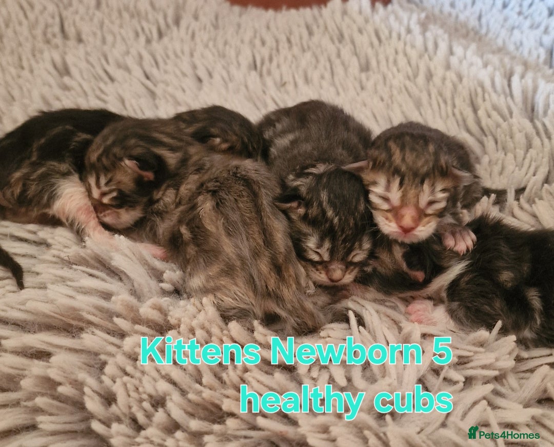 Maine Coon cats for sale: DNA TESTED 100% MAINE COON KITTENS  - Image 2