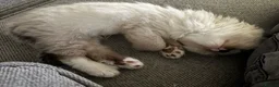 Ragdoll cats for sale: Ragdoll x Domestic Tortoiseshell Shorthair Kittens - Advert 18