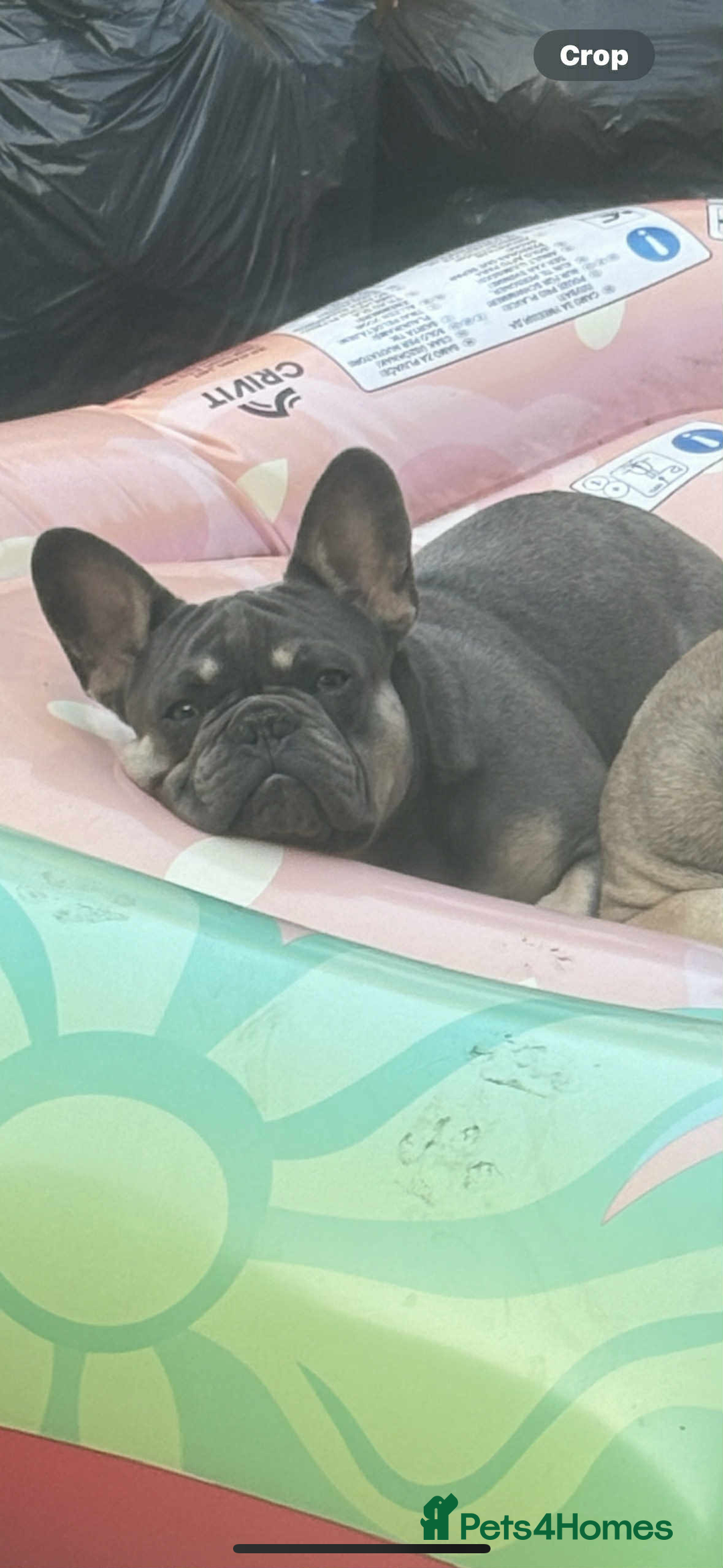 French Bulldog dogs for sale: French bulldog  - Image 6