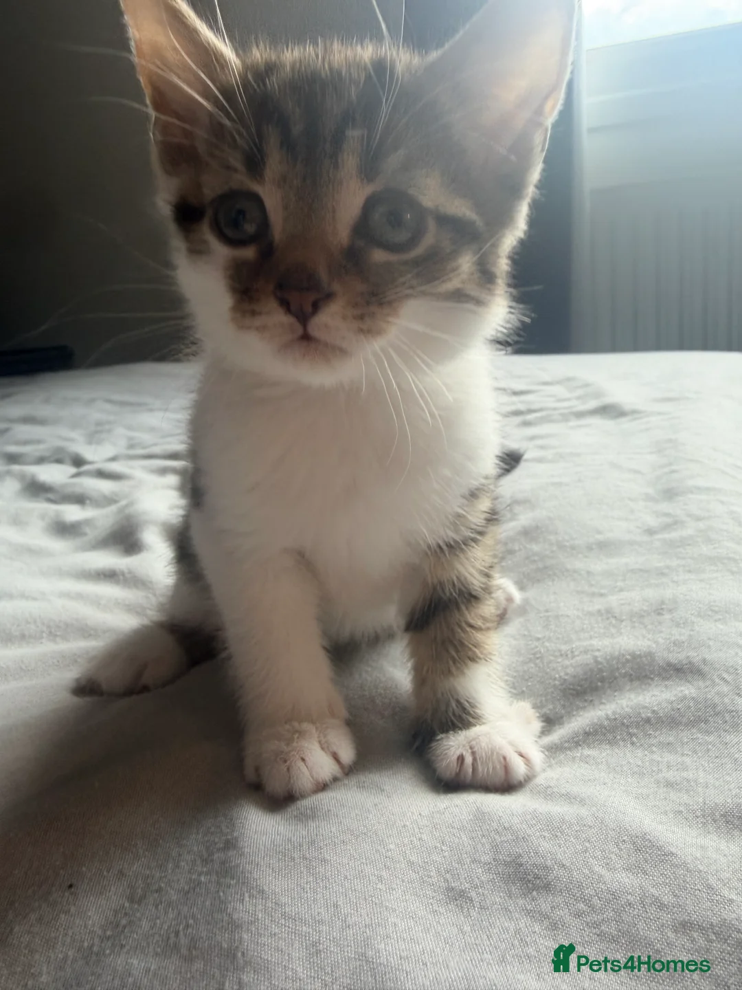 Mixed Breed cats for sale: Beautiful babies available - Advert 6