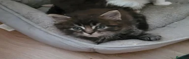 Ragcoon 4