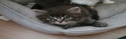 Ragcoon cats for sale: Ragcoon litter Ready in 1 week - Advert 3