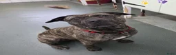 Cane Corso dogs for adoption: Nile  - Advert 2