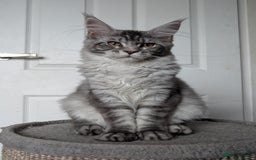 Maine Coon cats for sale:  LAST Black Smoke Maine coon girl available  - Image 15