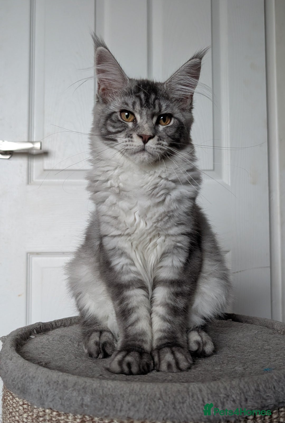 Maine Coon cats for sale:  LAST Black Smoke Maine coon girl available  - Image 15