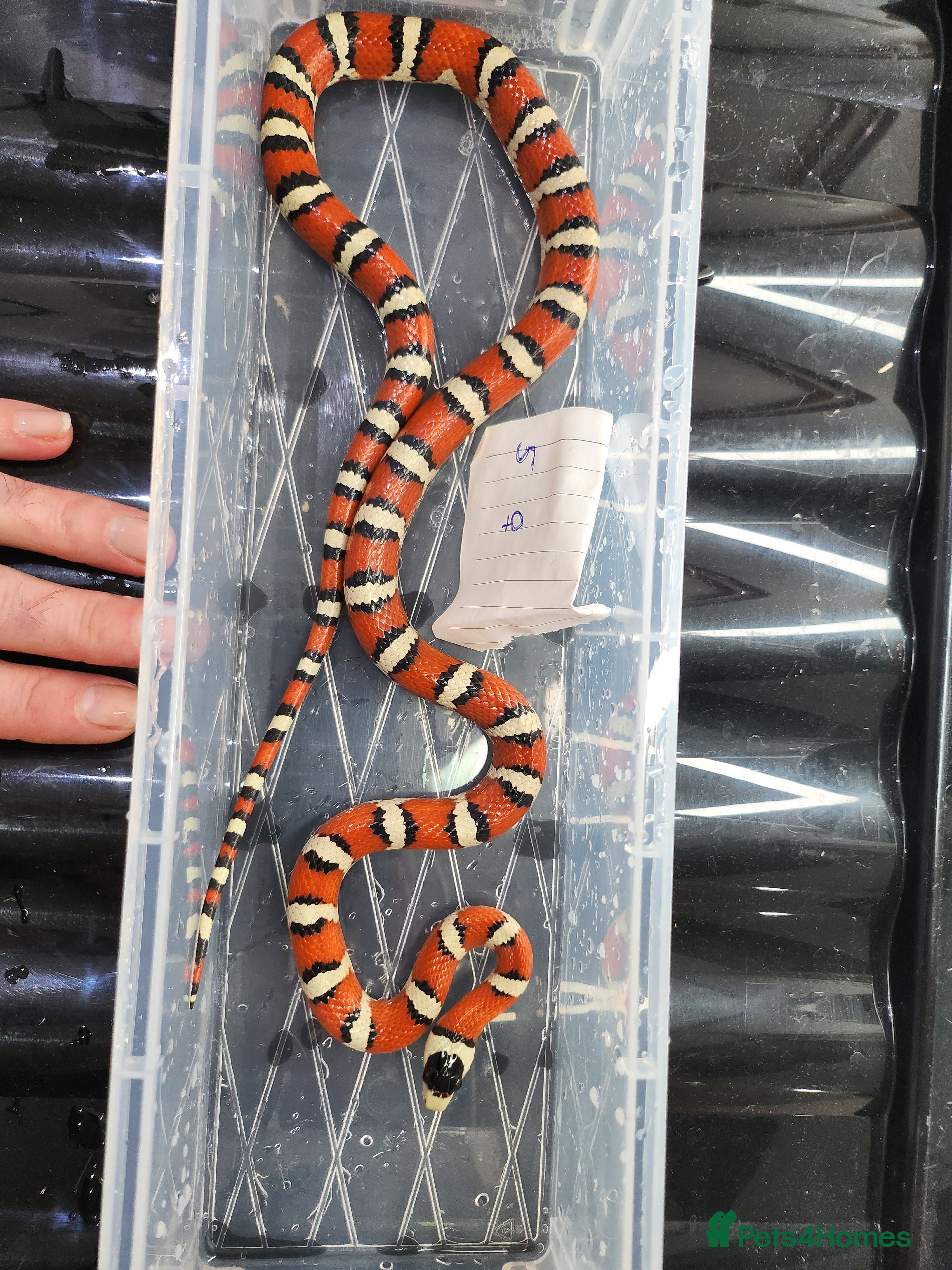 King Snake reptiles Arizona mountain king snakes - Advert 6