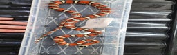 King Snake reptiles for sale: Arizona mountain king snakes - Advert 1