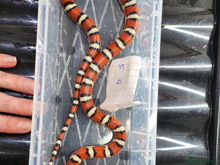 King Snake reptiles Arizona mountain king snakes - Advert 6