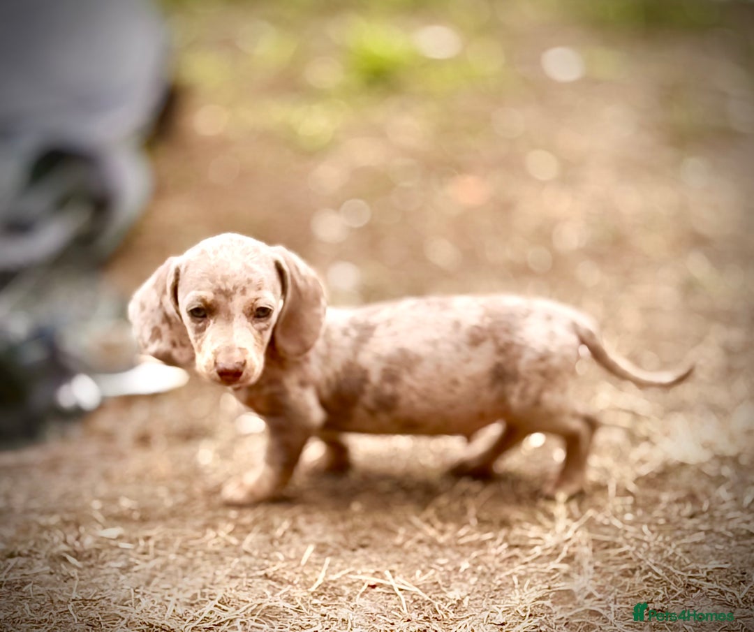 Miniature Dachshund dogs for sale: Beautiful Isabella dachshund puppies - Image 13
