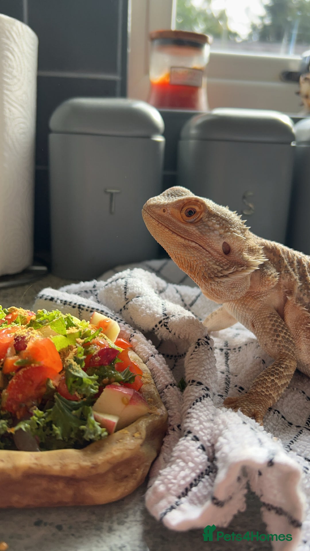 Bearded Dragon reptiles for sale: 3 year old beared dragon- comes with viv+extras - Image 5