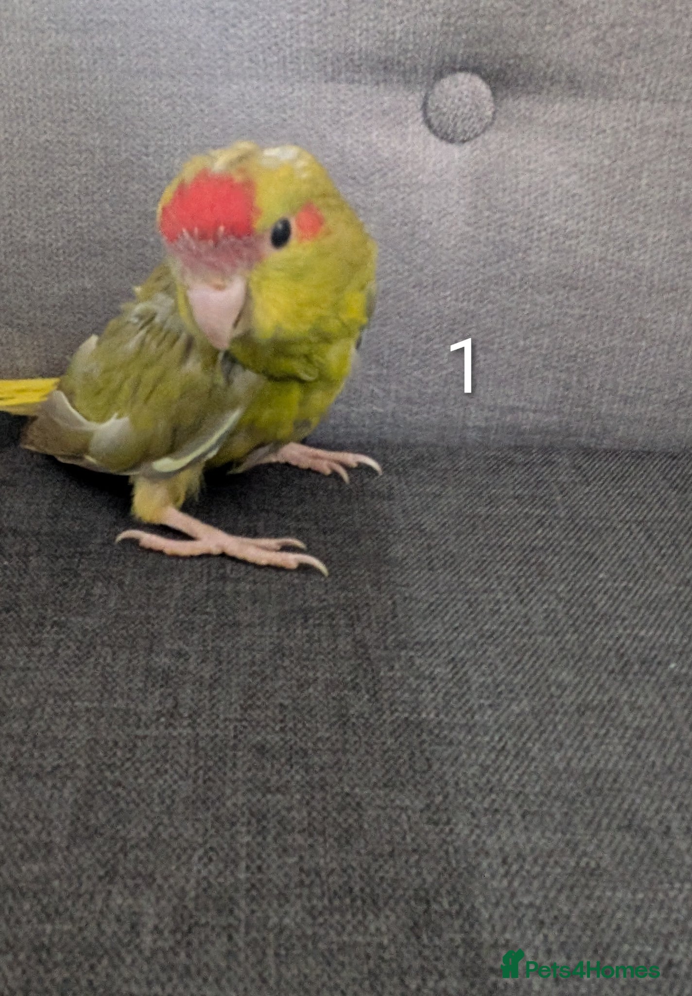 Parrots birds Baby Khakariki small parrots x6 - Advert 6