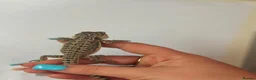 Bearded Dragon reptiles for sale: Citrus bearded dragons babies het translucent - Advert 6