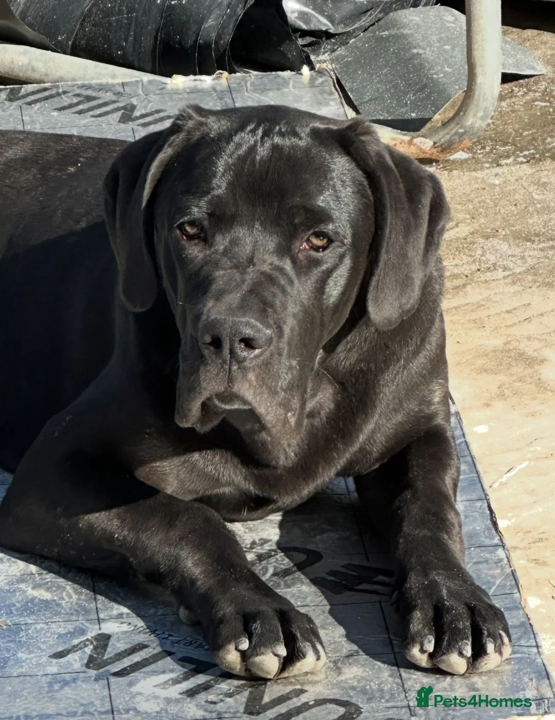 Cane Corso dogs for stud: Stud dog - Advert 5