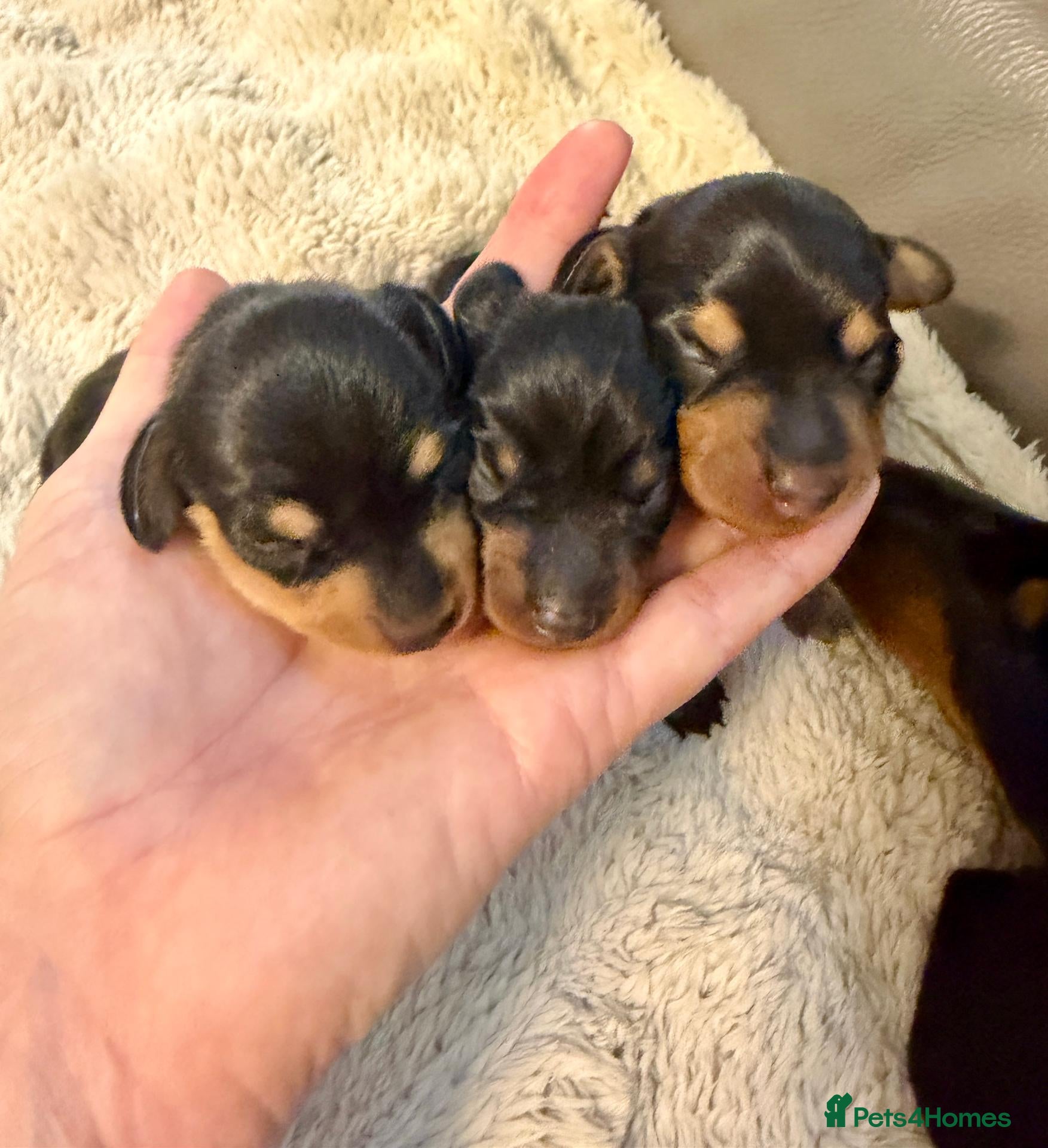 Miniature Dachshund dogs Three Stunning Mini Daschunds Girls - Advert 2