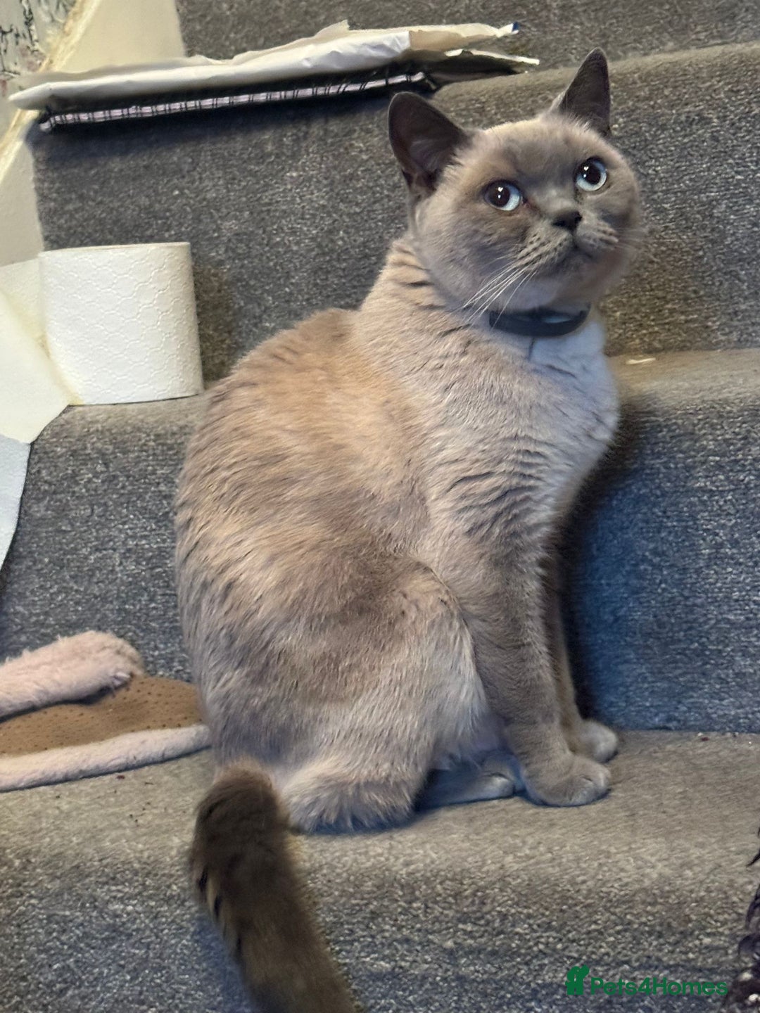 British Shorthair cats for sale: British shorthair kittens - Advert 1