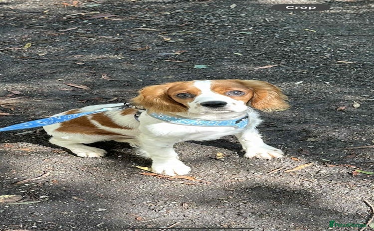 Cavalier King Charles Spaniel dogs - Advert 8