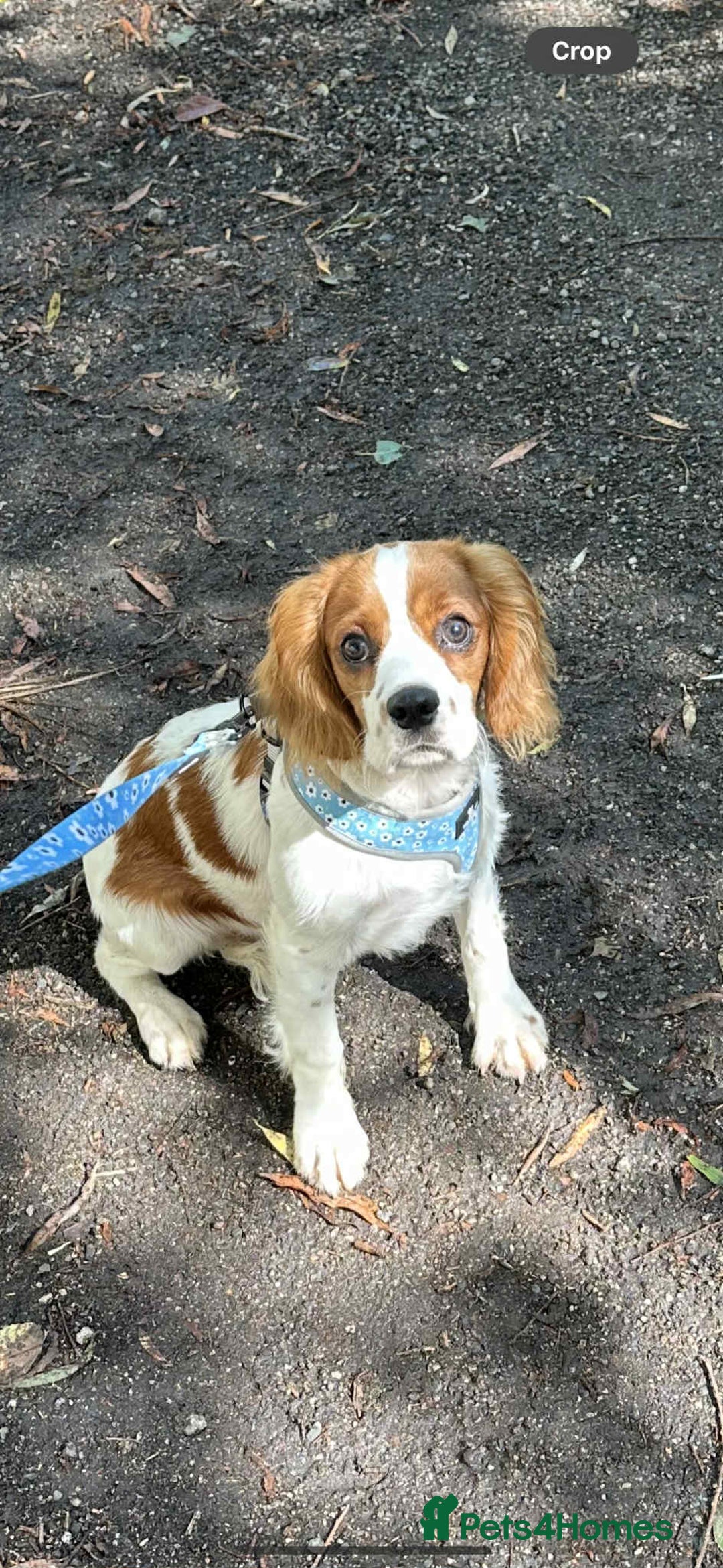 Cavalier King Charles Spaniel Beagle Mix Dog Breeds Cavalier King