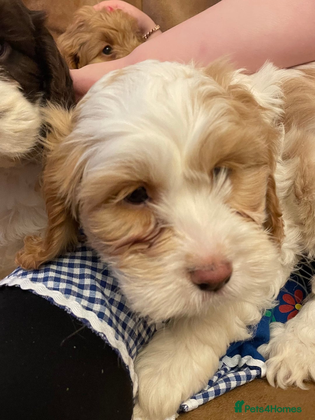 Cockapoo dogs for sale: Chunky Cockapoo Puppies - Image 19