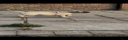 Boerboel dogs for sale: South African boerboel - Advert 3