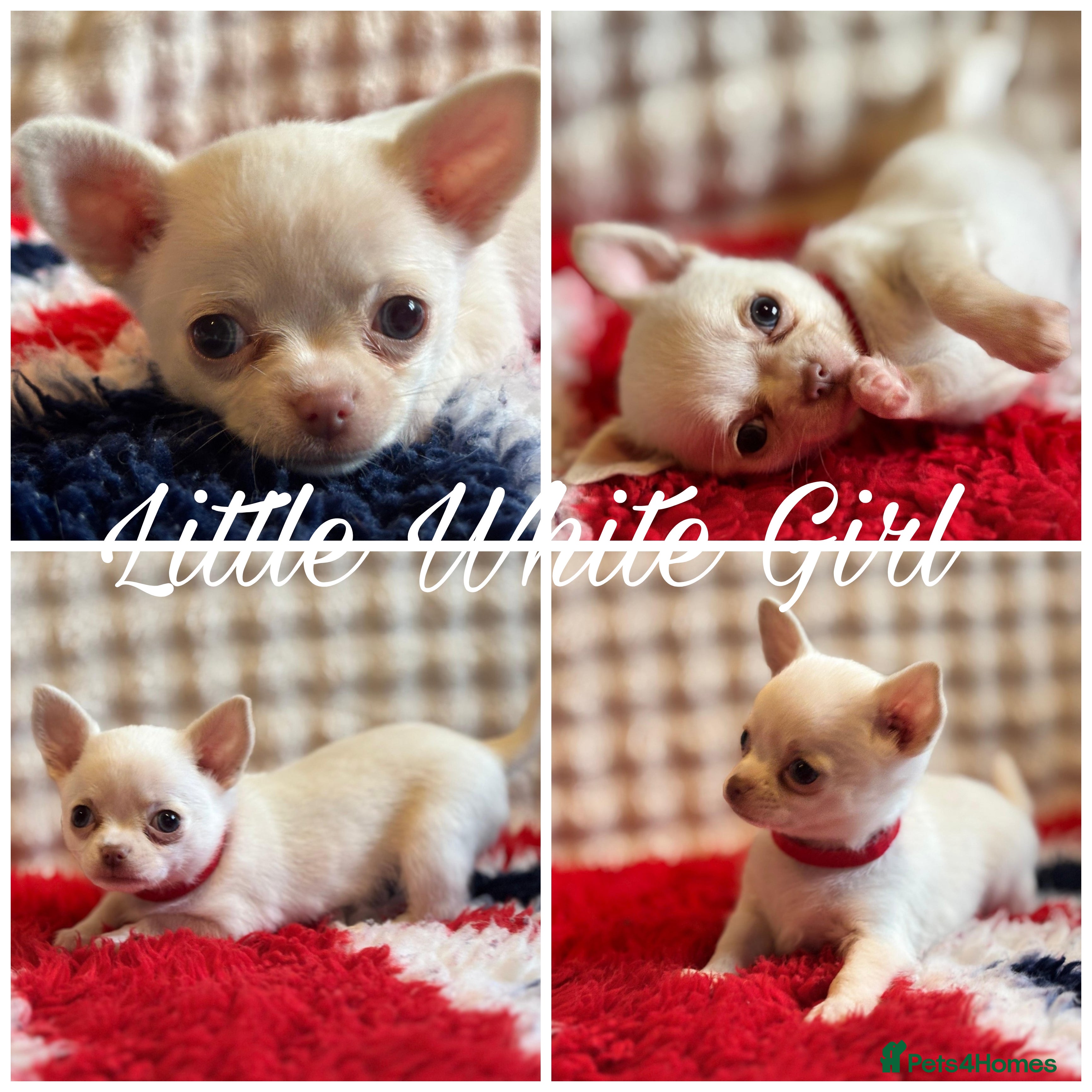 Chihuahua dogs **now £1200 small white Girl chi** - Advert 5