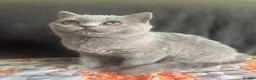 Scottish Fold cats for sale: Sccotish fold for sale - Advert 16