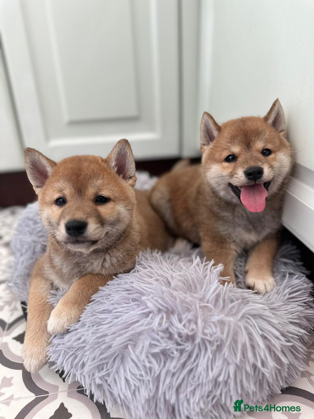 Japanese Shiba Inu dogs for sale: Japanese Shiba Inu Puppies - Image 22