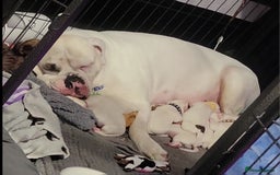 American Bulldog dogs for sale: American Bulldog Puppies – Ready Now! - Image 21