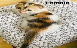 Scottish Fold cats for sale: Adorable 8 weeks old Scottish fold kittens! - Image 5