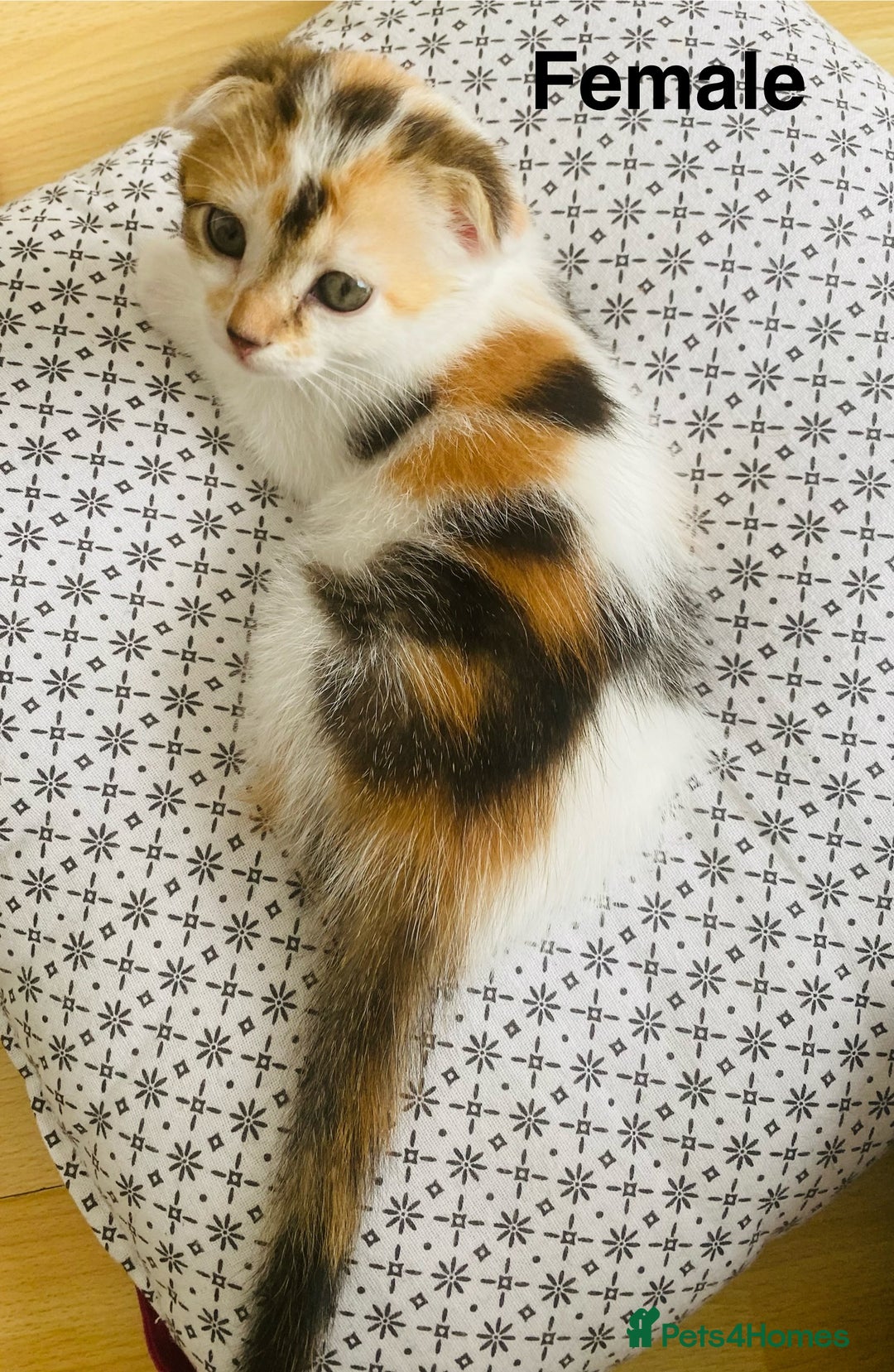 Scottish Fold cats for sale: Adorable 8 weeks old Scottish fold kittens! - Image 5